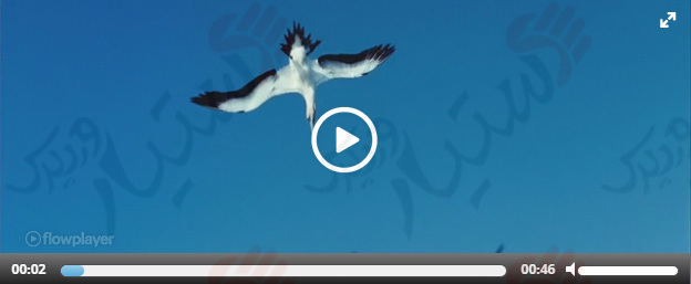 دستیار وردپرس - افزونه Easy Video Player